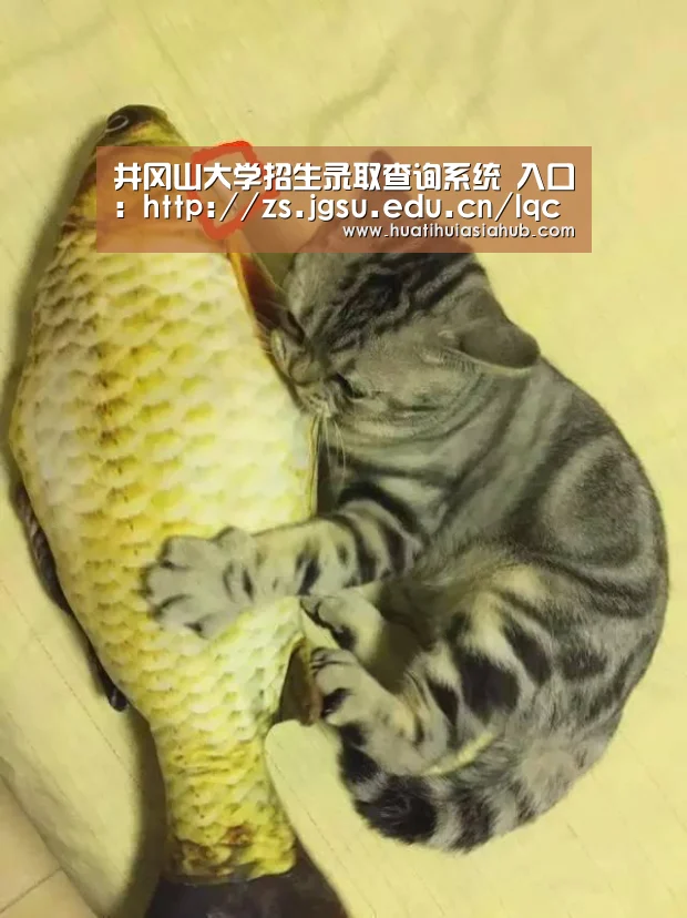 华体会下载